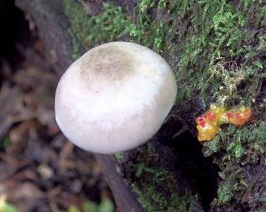 Graugrüner Dachpilz, Foto 5