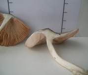 Graugrüner Dachpilz, Foto 7