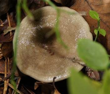 Graugrüner Milchling, Foto 4