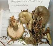 Graugrüner Milchling, Foto 9