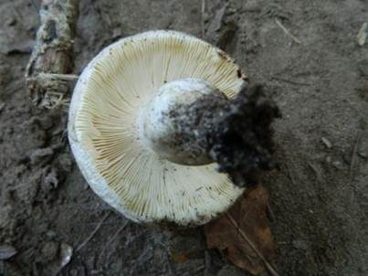 Graugrüner Reiftäubling, Foto 3