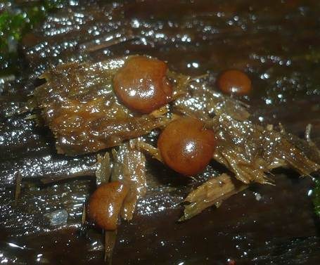 Adelphella Dickbecherling, Foto 2
