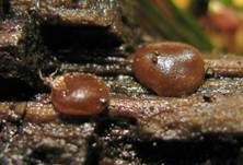 Adelphella Dickbecherling, Foto 4