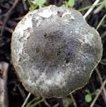 Graugrüner Schirmpilz, Foto 6