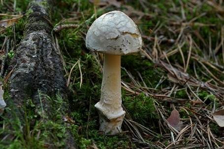 Grauhäutiger Scheidenstreifling, Foto 2