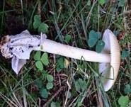 Grauhäutiger Scheidenstreifling, Foto 17