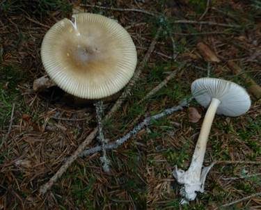 Grauhäutiger Scheidenstreifling, Foto 4