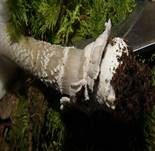 Grauhäutiger Scheidenstreifling, Foto 22