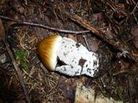 Grauhäutiger Scheidenstreifling, Foto 29