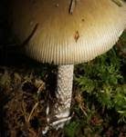 Grauhäutiger Scheidenstreifling, Foto 30