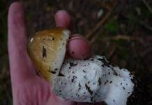 Grauhäutiger Scheidenstreifling, Foto 31