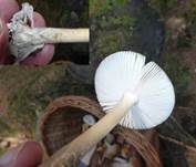 Grauhäutiger Scheidenstreifling, Foto 32
