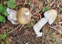 Grauhäutiger Scheidenstreifling, Foto 34