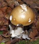 Grauhäutiger Scheidenstreifling, Foto 10