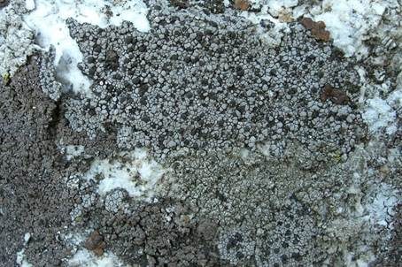 Grauschwarze Landkartenflechte, Foto 2