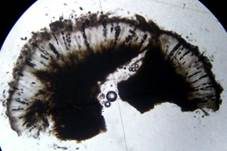 Grauschwarze Landkartenflechte, Foto 12