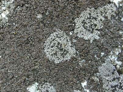 Grauschwarze Landkartenflechte, Foto 4