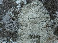 Grauschwarze Landkartenflechte, Foto 6