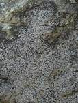 Grauschwarze Landkartenflechte, Foto 9