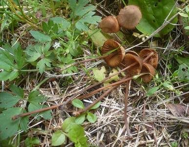 Grauschwärzlicher Samthäubling, Foto 2