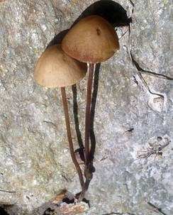Grauschwärzlicher Samthäubling, Foto 5