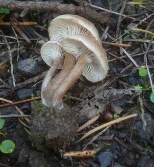 Bereifter Scheinnabeling, Foto 2
