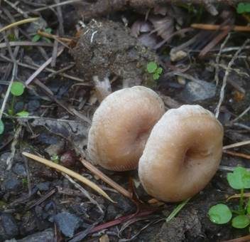 Bereifter Scheinnabeling, Foto 3