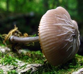 Graustieliger Aderndachpilz, Foto 2
