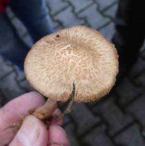 Grauvioletter Risspilz, Foto 5