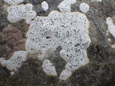 Grauweiße Krustenflechte, Foto 2