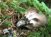 Grauweiße Lorchel, Foto 6