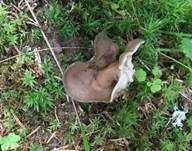 Grauweiße Lorchel, Foto 8
