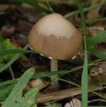 Grauweißer Faserling, Foto 12
