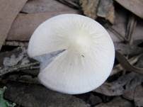 Grauweißer Faserling, Foto 14