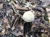 Grauweißer Faserling, Foto 16