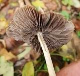Grauweißer Faserling, Foto 24