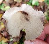 Grauweißer Faserling, Foto 25