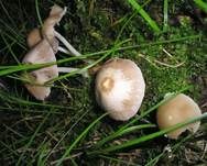 Grauweißer Faserling, Foto 7
