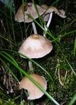 Grauweißer Faserling, Foto 8