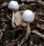 Grauweißer Faserling, Foto 9