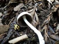 Grauweißer Faserling, Foto 10