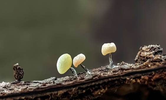 Grauweißer Kugelschleimpilz, Foto 4