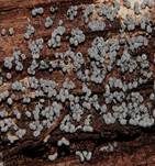 Grauweißer Kugelschleimpilz, Foto 34