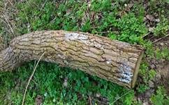 Grauweißer Kugelschleimpilz, Foto 8