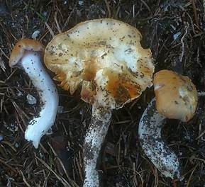 Bereifter Schleimfuß, Foto 3