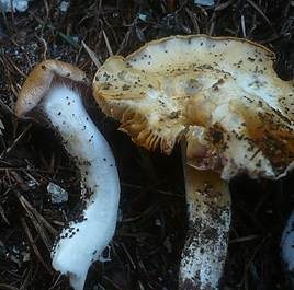 Bereifter Schleimfuß, Foto 6