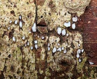 Grauweißes Holzscheibchen, Foto 4