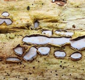 Grauweißes Holzscheibchen, Foto 5