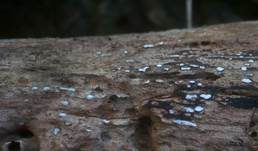 Grauweißes Holzscheibchen, Foto 9