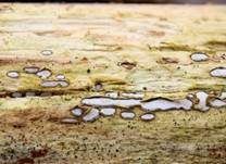 Grauweißes Holzscheibchen, Foto 10